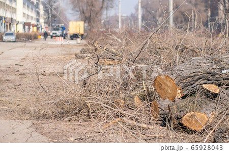 view of fallen trees on a city street 65928043