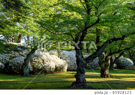 朝の千秋公園　秋田市 65928123