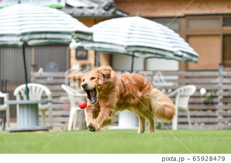 ドッグランで遊ぶゴールデンレトリバー ドッグランで遊ぶゴールデンレトリバー 65928479