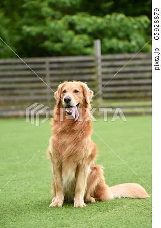 おすましポースのゴールデンレトリバー おすましポースのゴールデンレトリバー 65928879