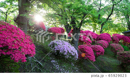 朝の千秋公園 秋田市 朝の千秋公園 秋田市 65929023