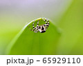 葉に隠れる白い蜘蛛 65929110