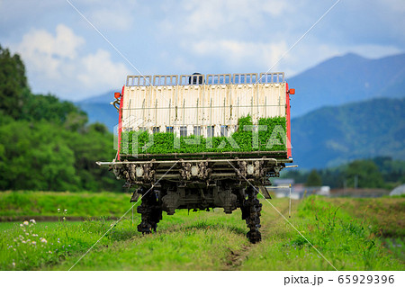 田植機　田植え作業　農業 65929396