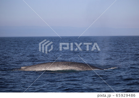 海をのんびりと散歩するシロナガスクジラ 海をのんびりと散歩するシロナガスクジラ 65929486