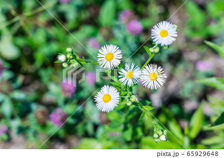 夏の野の花の写真素材 [65929648] - PIXTA