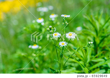 夏の野の花の写真素材 [65929649] - PIXTA