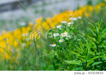 夏の野の花 65929650