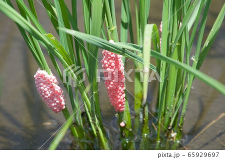 スクミリンゴガイの卵 スクミリンゴガイの卵 65929697