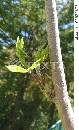 コシアブラ 65929878