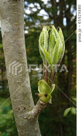 コシアブラ コシアブラ 65929880