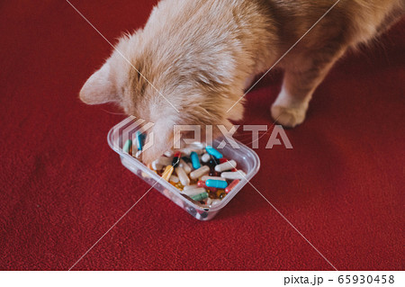 Giving Pills to Cats, Pilling Your pet. How-to Giving Pills to Cats, Pilling Your pet. How-to 65930458