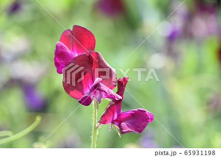 スイートピー スイートピー 65931198