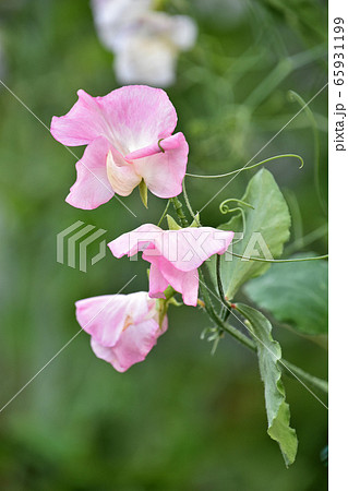 スイートピー 65931199