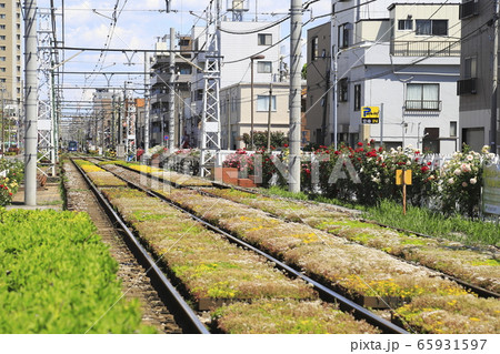 都電荒川線 荒川車庫前付近にて 都電荒川線 荒川車庫前付近にて 65931597