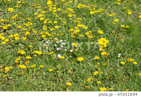Forest glade with dandelions. 65931694