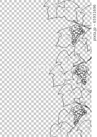 葡萄線描 65931696