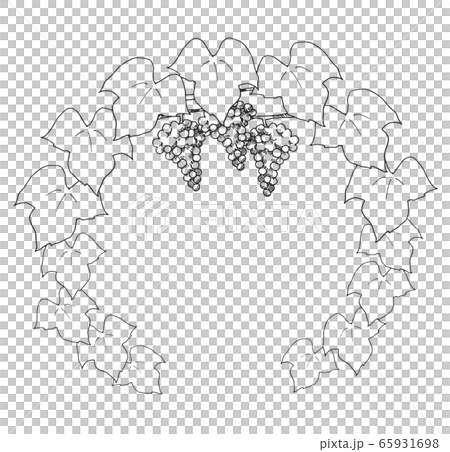 葡萄線描 65931698