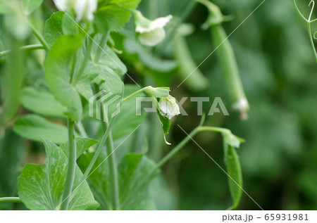 花から実へ えんどう スナップエンドウ の写真素材