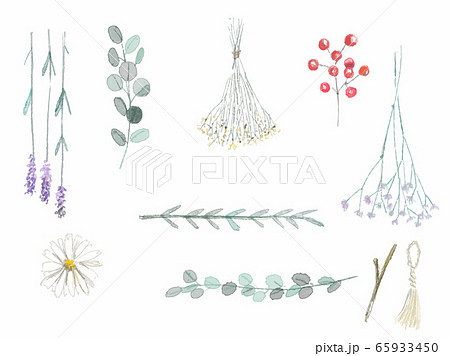 Illustration Set Of Dried Flowers Stock Illustration