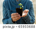Woman farmer is holding tomato seedlings in her hands for planting. Planting seedlings in the spring in the ground. 65933688