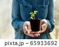 Woman farmer is holding tomato seedlings in her hands for planting. Planting seedlings in the spring in the ground. 65933692