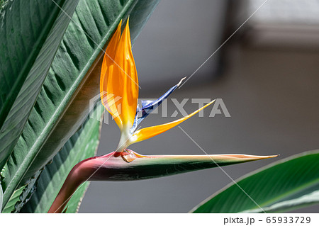 極楽鳥花 ストレリチア の写真素材