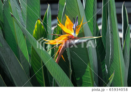 極楽鳥花 ストレリチア 斜め正面の写真素材