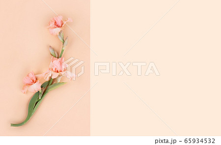 Flower on a background. 65934532