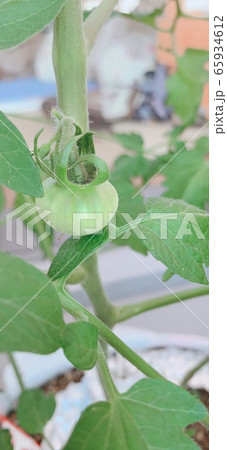 実がなった 65934612