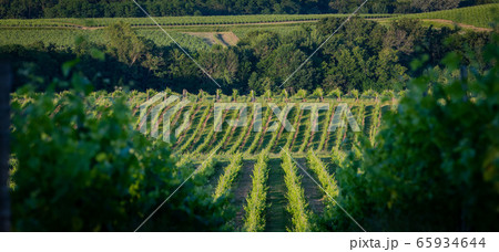 Sunset landscape bordeaux wineyard france, europe Nature 65934644