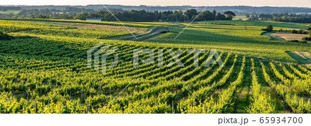 Sunset landscape bordeaux wineyard france, europe Nature 65934700
