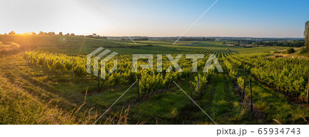 Sunset landscape bordeaux wineyard france, europe Nature 65934743