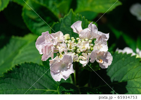 薄ピンク色の花を咲かせた紫陽花 65934753