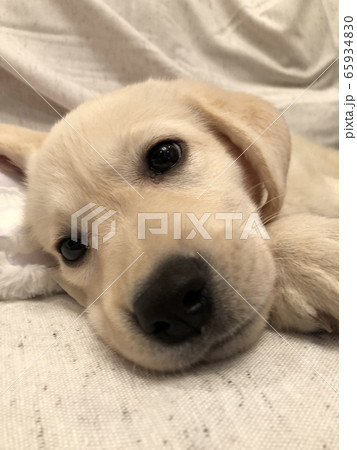 子犬② 65934830