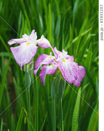 美しい花菖蒲(はなしょうぶ) 65935207