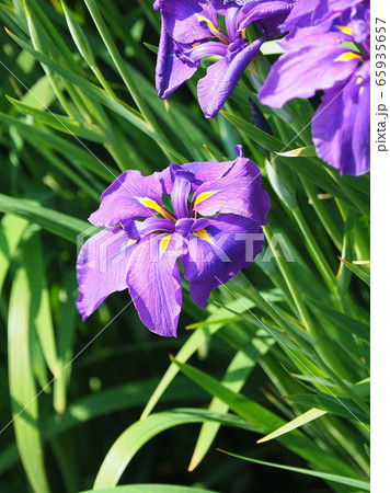 美しい花菖蒲(ハナショウブ) 65935657