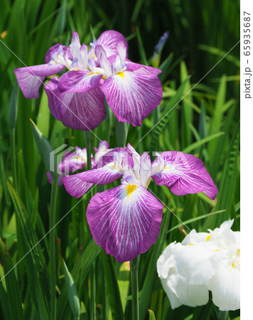 美しい花菖蒲(ハナショウブ) 65935687