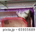 ハム幼虫 65935689