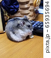 うまうま 65935694