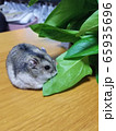 オヤジの家庭菜園は僕のためにある！ 65935696