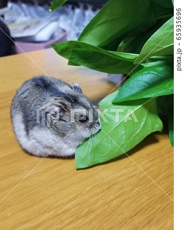 オヤジの家庭菜園は僕のためにある! オヤジの家庭菜園は僕のためにある! 65935696