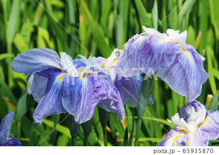 美しい花菖蒲(はなしょうぶ) 65935870