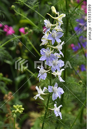 ラークスパー 65935899