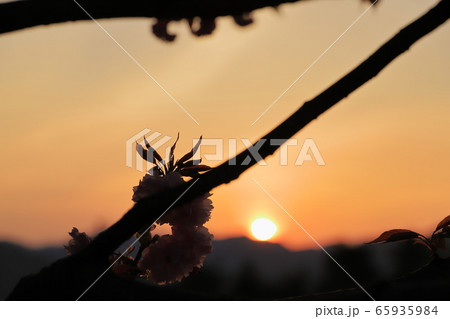夕日と八重桜 65935984