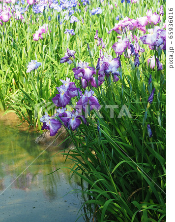 美しい花菖蒲(ハナショウブ) 65936016