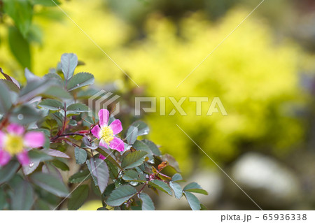 バラ グラウカ バラ グラウカ 65936338