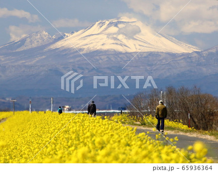 利根川-菜の花と浅間山 65936364