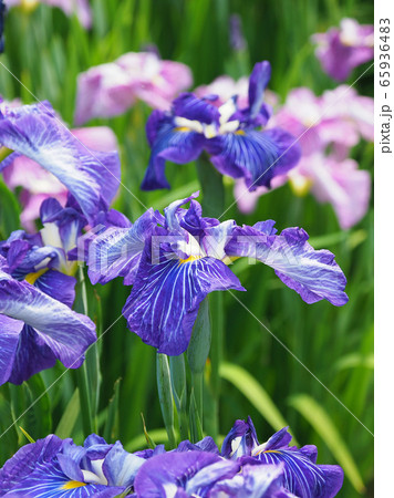 美しい花菖蒲(はなしょうぶ) 美しい花菖蒲(はなしょうぶ) 65936483