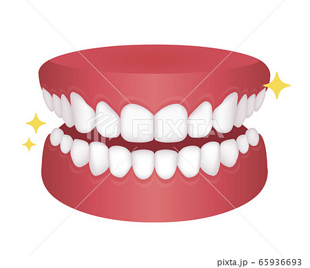 歯列矯正 歯の矯正 ベクターイラスト 整った歯並びのイラスト素材
