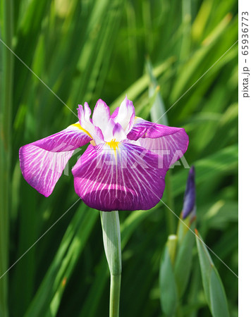 美しい花菖蒲(はなしょうぶ) 美しい花菖蒲(はなしょうぶ) 65936773